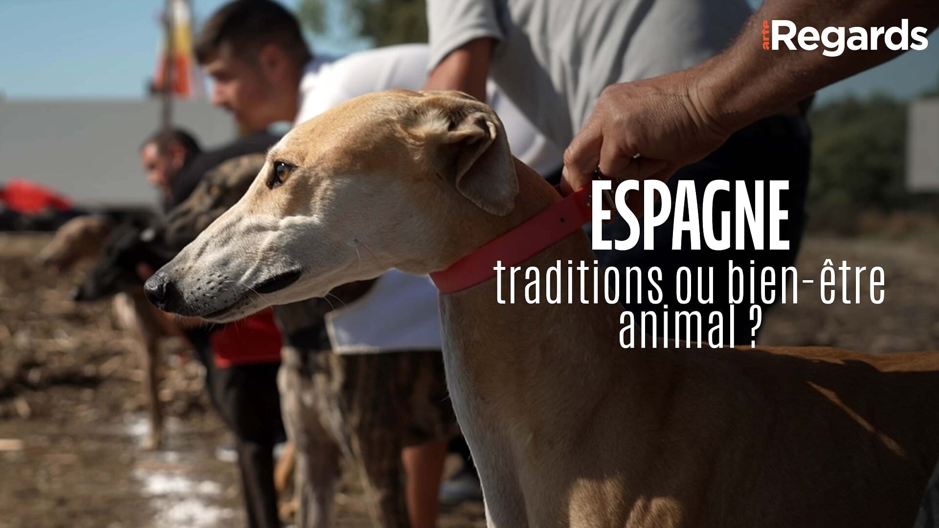 ARTE Regards - La protection des animaux en Espagne