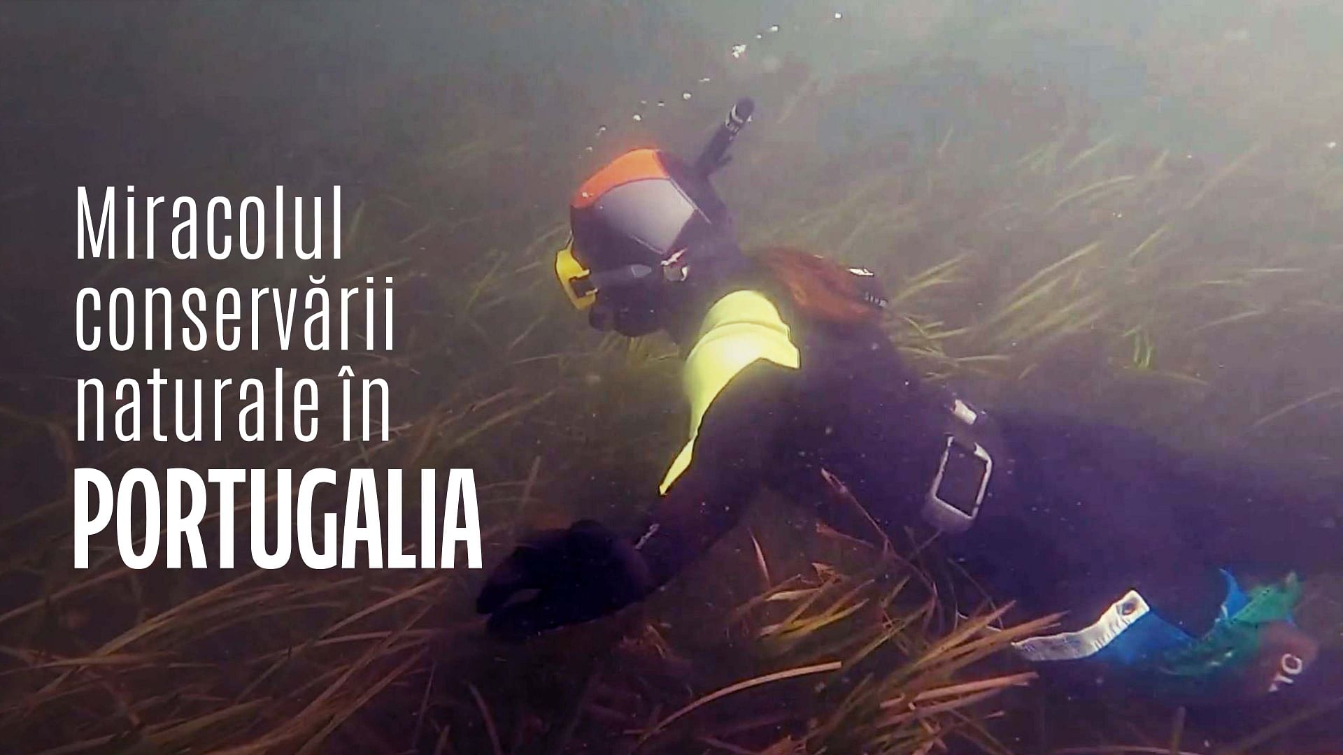 ARTE Regards - Portugal : le miracle du Sado