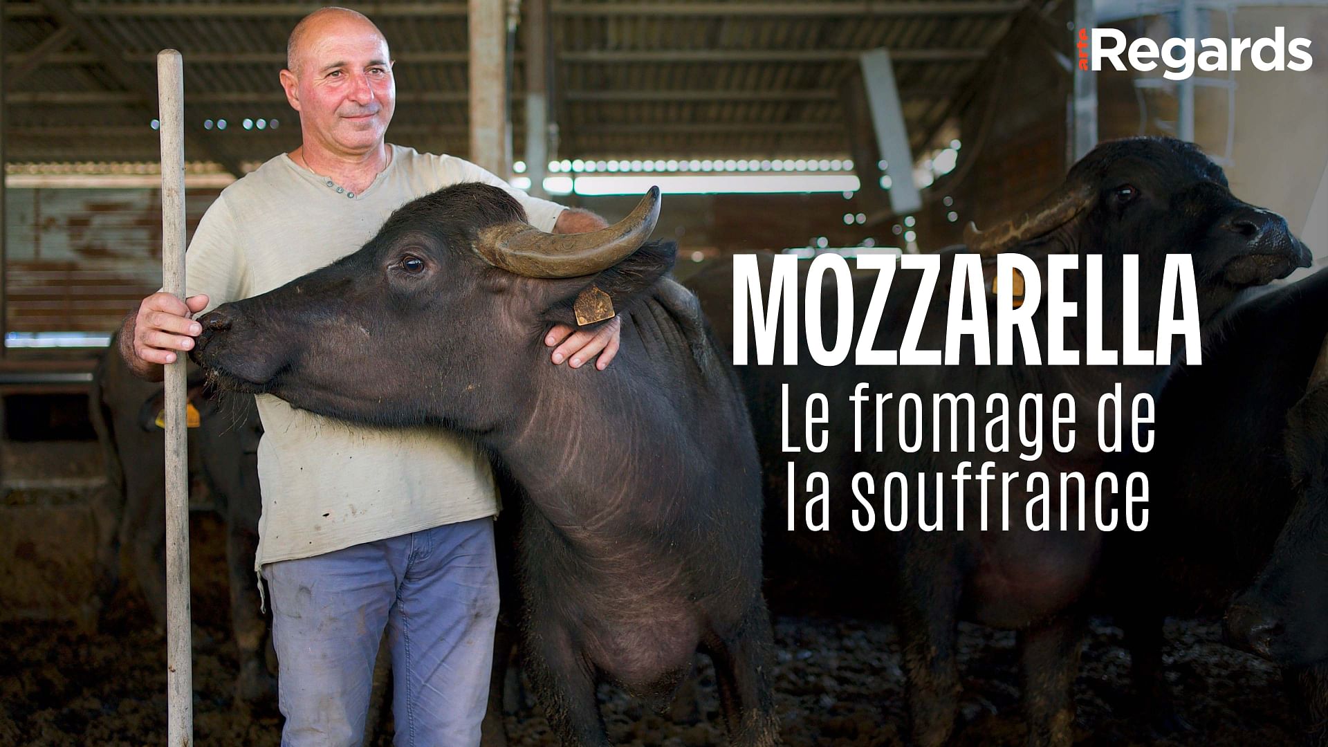 ARTE Regards - Mozzarella : le fromage de la souffrance