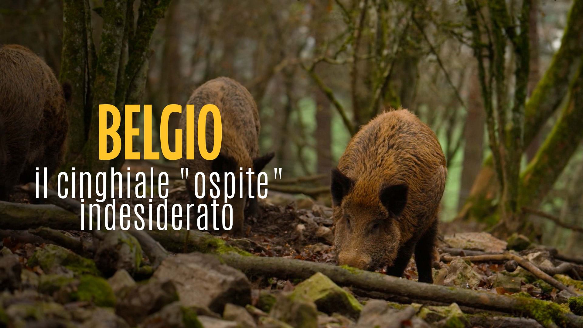 Re: sguardi sulla società - Belgio: il cinghiale "ospite" indesiderato