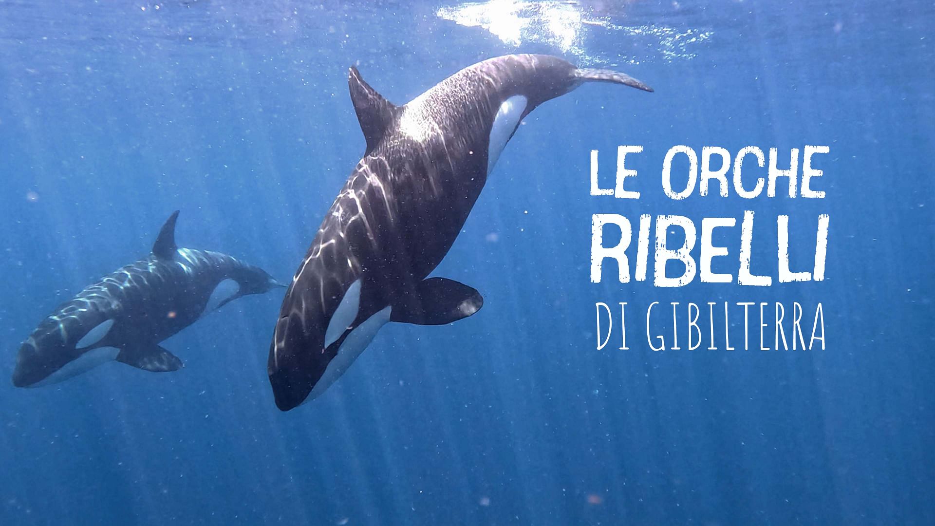 Re: sguardi sulla società - Le orche ribelli di Gibilterra