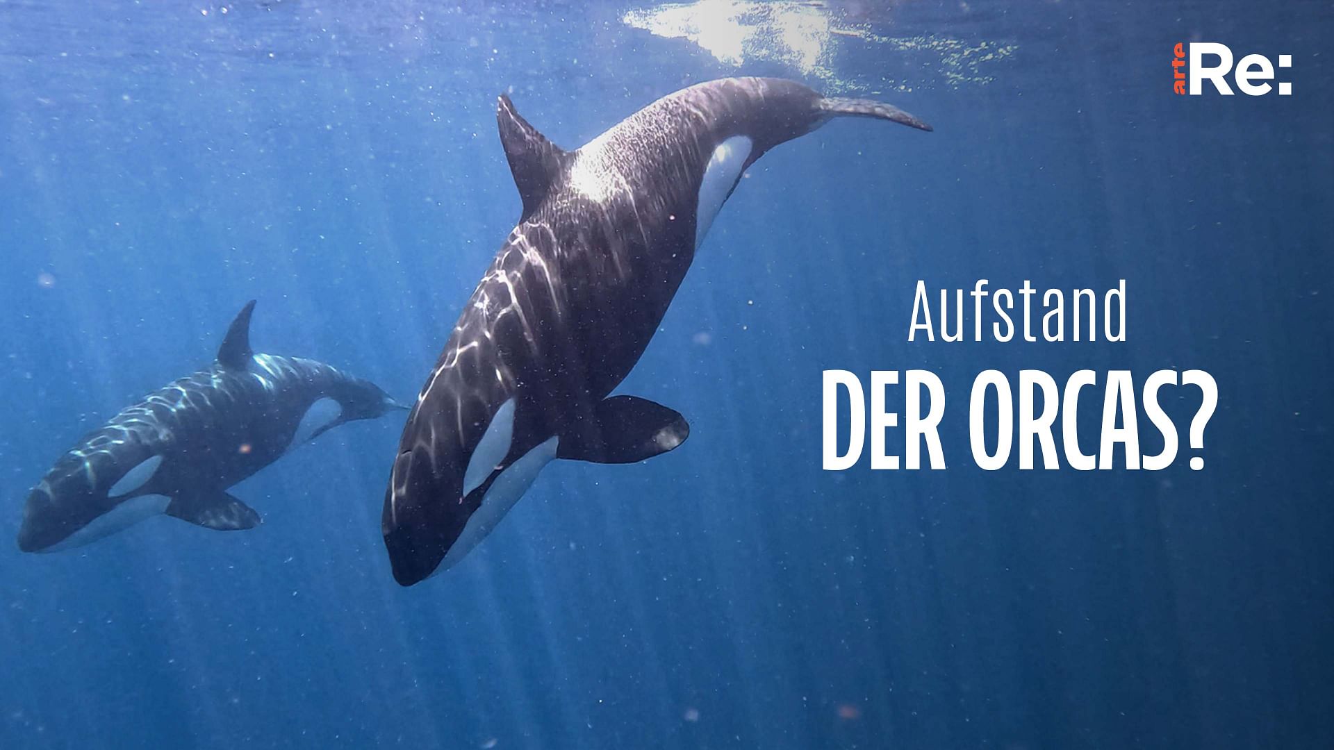 Re: Aufstand der Orcas?