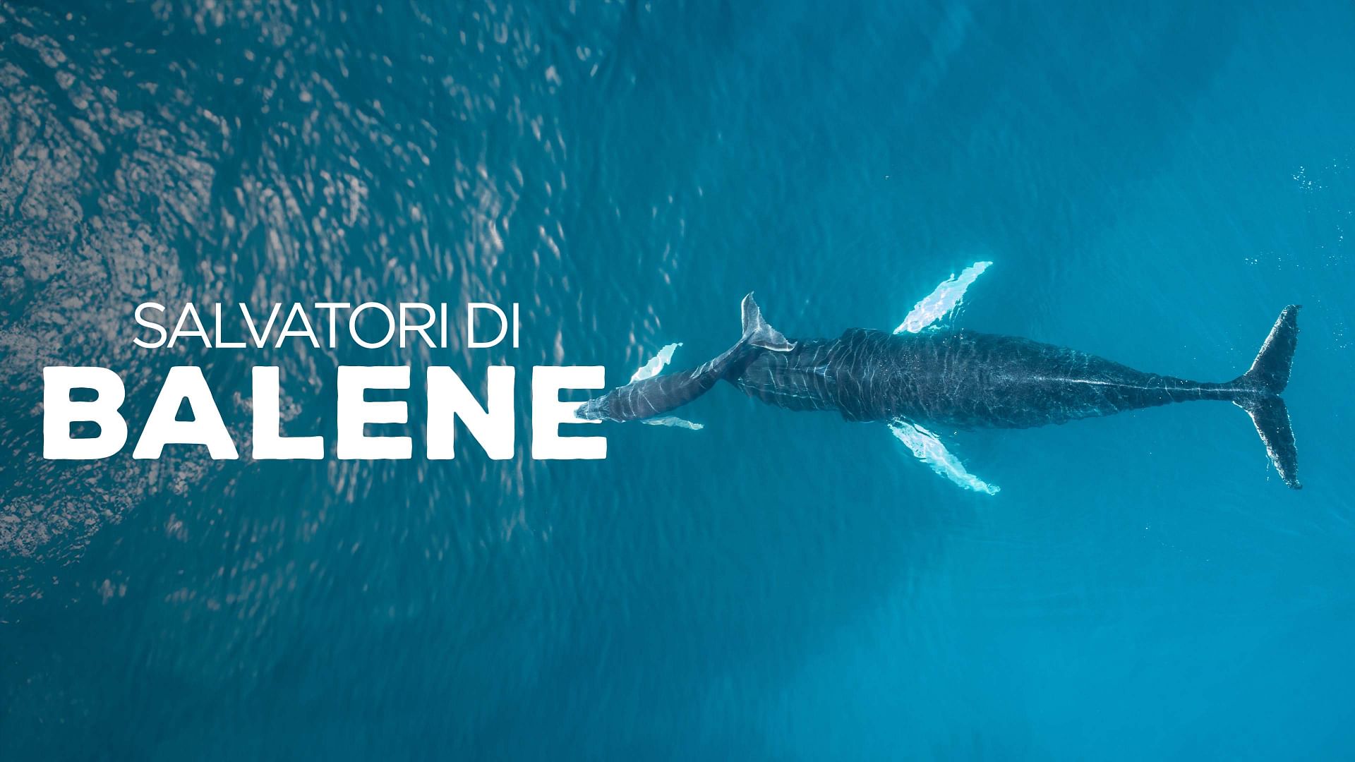 Re: sguardi sulla società - Angeli custodi delle balene