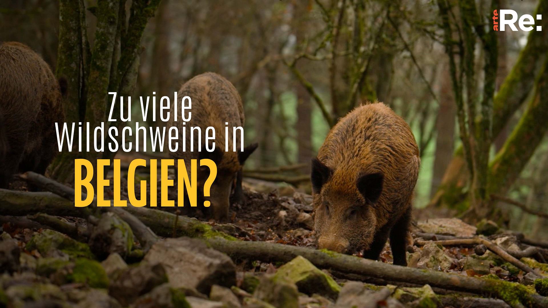 Re: Zu viele Wildschweine in Belgien?