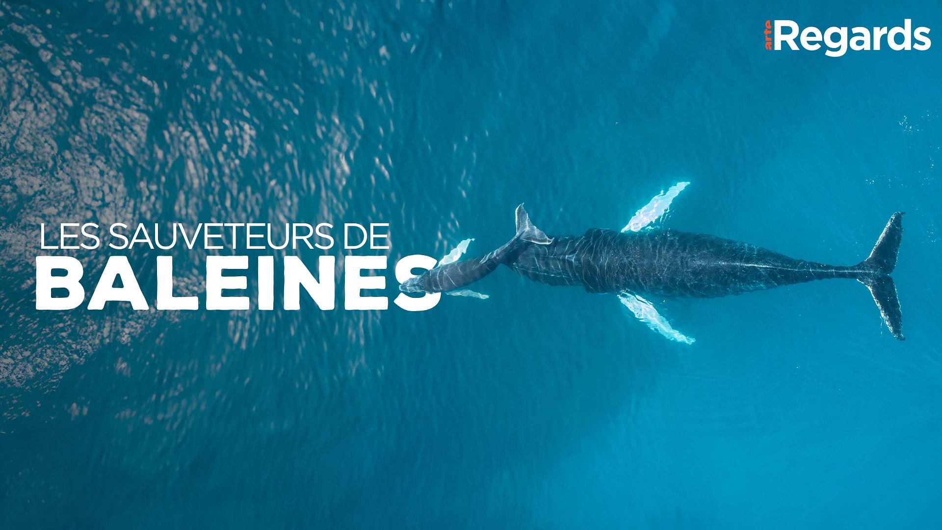 ARTE Regards - Les sauveteurs de baleines