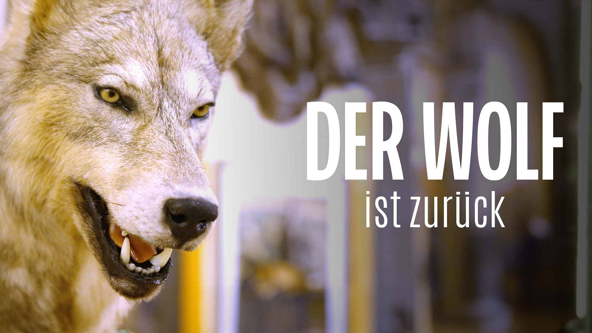 Re: Der Wolf ist zurück - was nun?