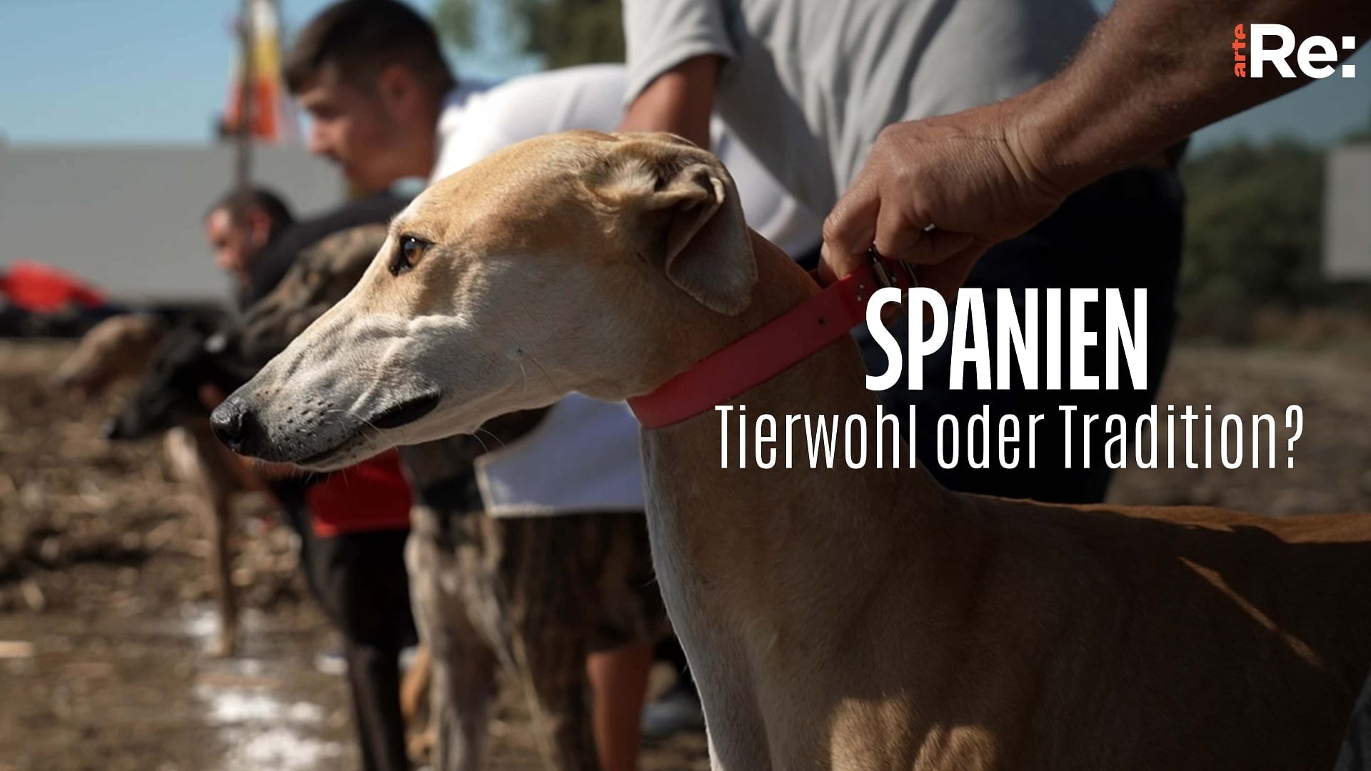 Re: Tierwohl oder Tradition? - Spaniens Tierschutz-Dilemma