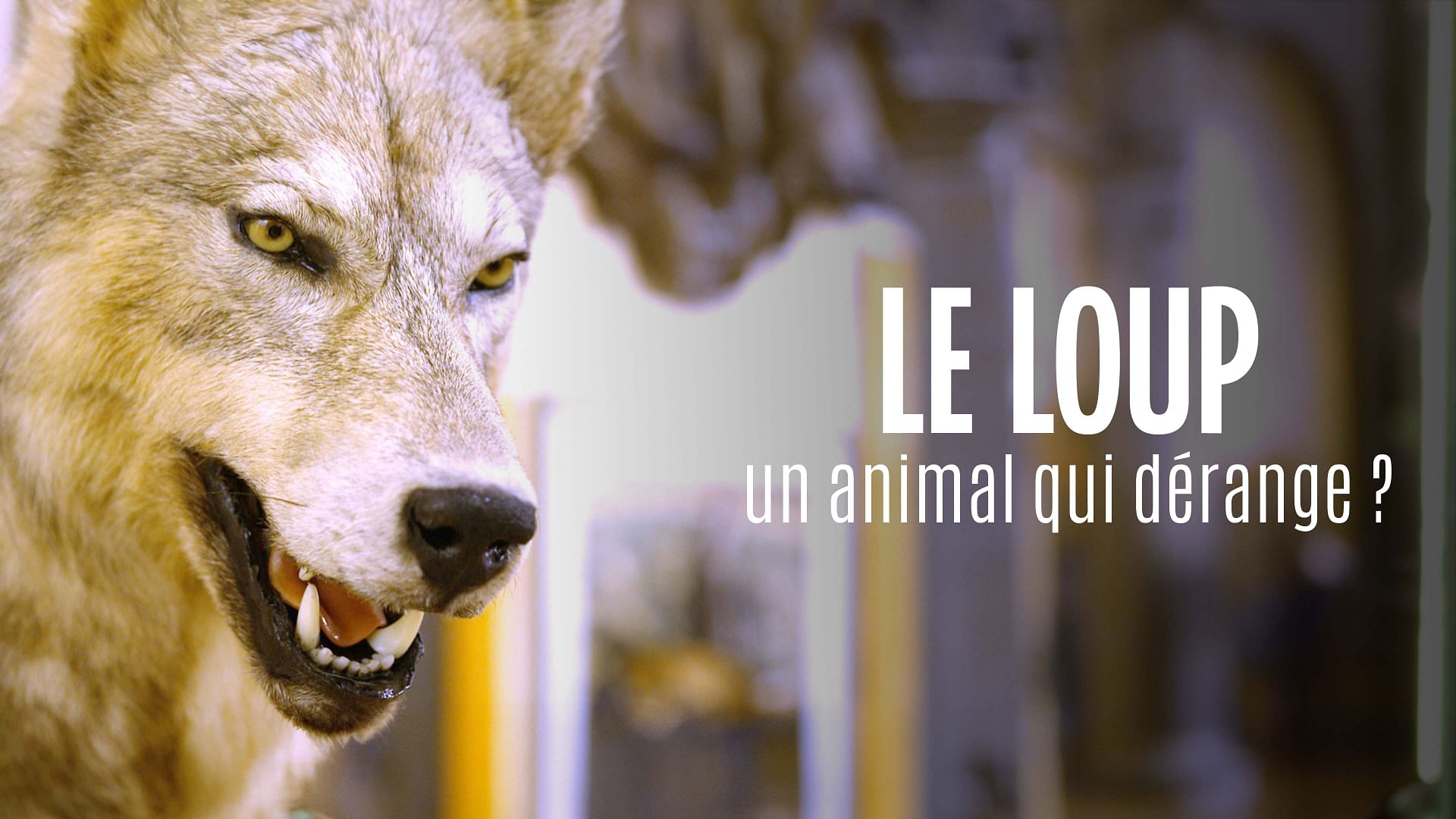 ARTE Regards - Le loup, un animal qui dérange ?