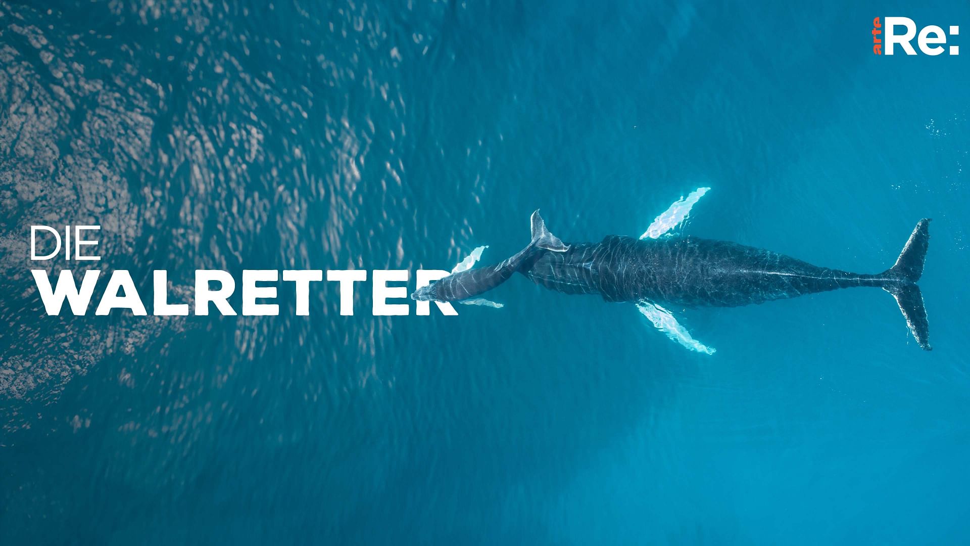 Re: Die Walretter