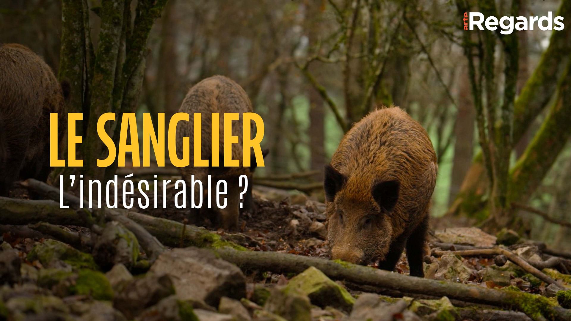 ARTE Regards - Le sanglier : l’indésirable ?