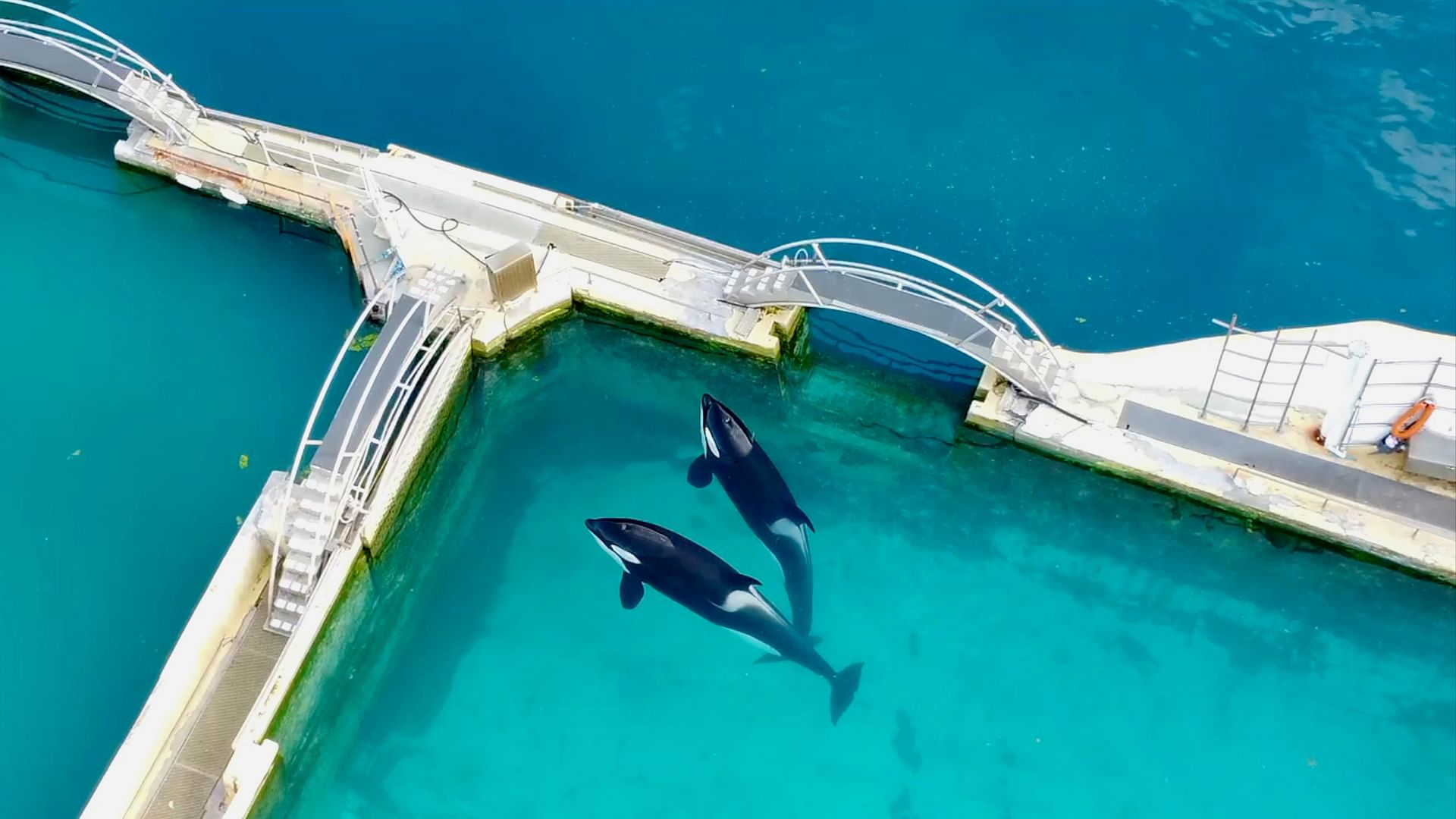 Re: Orca-Shows am Ende?