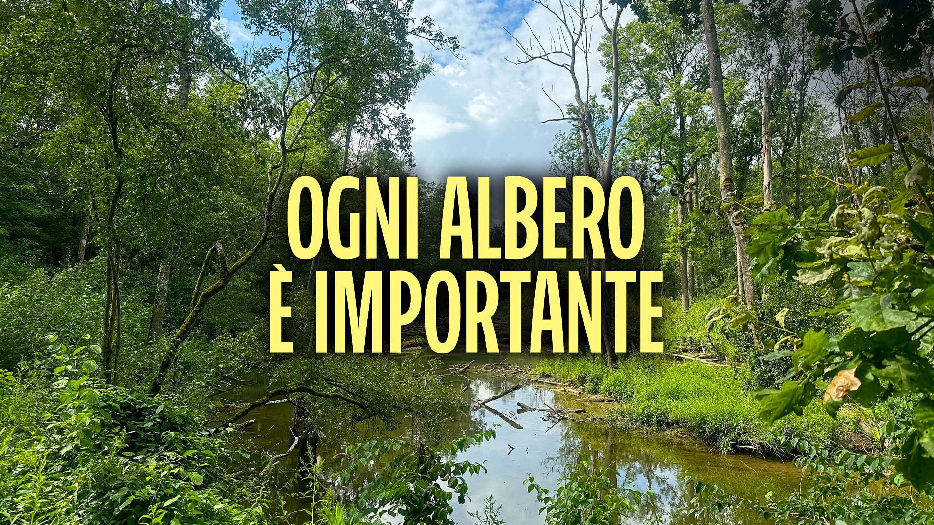 Re: sguardi sulla società - L'importanza di ogni singolo albero
