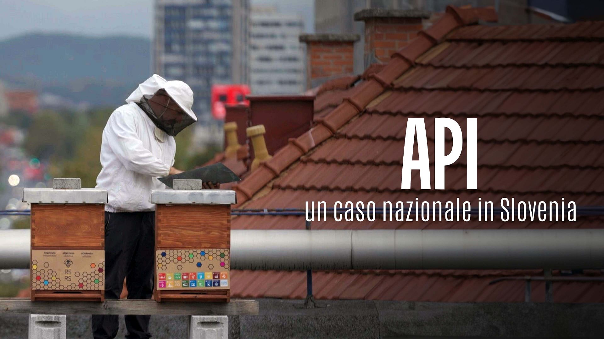 Re: sguardi sulla società - Slovenia: le api sono una causa di Stato